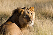 Botswana, Central Kalahari Game Reserve, lion or Panthera Leo