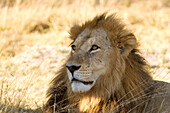 Botswana, North-west district, Moremi park, lion or Panthera leo