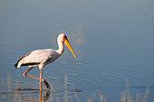 Botswana, North-west district, Moremi park, Tantalum or Mycteria ibis ibis