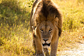 Botswana, North-west district, Moremi park, lion or Panthera leo