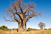 Botswana, North-west district, Okavango Delta listed as World Heritage by UNESCO, baobab
