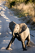 Botswana, North-west district, Chobe National Park, Savuti arid region, baby elephant
