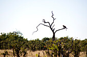 Botswana, North-west district, Chobe National Park, Savuti arid region, leopard