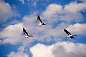 Botswana, North-west district, Chobe National Park, Savuti arid region, African tantale or Mycteria ibis