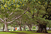 Australia, New South Wales, Sydney, The Domain park, walkers