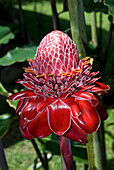 Costa Rica, Heredia Province, north east area, Braulio Carrillo National Park, red torch ginger in the forest of the Rio Danta Reserve