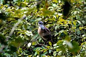 Costa Rica, Limon Province, north east area, Tortuguero National Park, humid forest, local bird : boat-billed heron (cochlearius cochlearius)