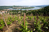 France, Saone et Loire, Mazille, Georges Vernay Domain, Wineyards from the Rhone river, wine Condrieu, old vines from Georges Vernay domain which cuvees coteau de Vernon and Les Chaillees de l'Enfer are white wines extracted from Viogner single grape vari