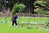 Vietnam, Hoa Binh province, Ban Ko Muong village of Tay ethnic white woman carrying grass hay