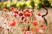 France, Vaucluse, Luberon, Aigues valley, La Tour d'Aigues, Cotes du Luberon (AOC), vine and poppies