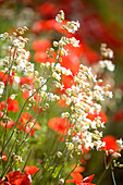 France, Vaucluse, Luberon, Aigues valley, near Saint Martin de la Brasque, poppies, flowers