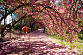 United States, New York, Central Park in Spring, jogging under blossoming tree