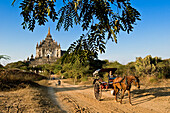 Myanmar (Burma), Mandalay Division, Bagan, Old Bagan, pagoda Thatbyinnyu (Pahto Thatbyinnyu), cart led by Myo Nyunt