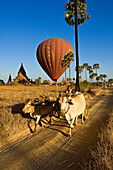 Myanmar (Burma), Mandalay Division, Bagan, Old Bagan, ox cart in front of a moving hot air balloon of the company Balloons over Bagan before landing