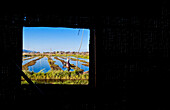 Myanmar (Burma), Shan State, Inle Lake, U Kyaw Hla checking his tomatoe plantations in his floating garden on dugout canoe