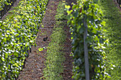 Hare between vine by the Rhine near Trechtingshausen, Upper Middle Rhine Valley, Rheinland-Palatinate, Germany, Europe