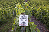 Riesling grapes growing in the vineyard Karl Heidrich, Bacharach by the Rhine, Upper Middle Rhine Valley, Rheinland-Palatinate, Germany, Europe