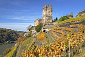 Vineyard by the Rhine underneath Burg Gutenfels castle, near Kaub, Upper Middle Rhine Valley, Rheinland-Palatinate, Germany, Europe