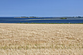 Getreidefeld an der Ostsee bei Ærøskøbing, Insel Ærø, Schärengarten von Fünen, Dänische Südsee, Süddänemark, Dänemark, Nordeuropa, Europa
