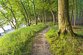 Trail along the coast by the Baltic Sea, near Fynshav, Island Als, Danish South Sea Islands, Southern Denmark, Denmark, Scandinavia, Northern Europe