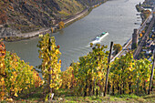 Weinberg am Rhein mit Blick auf Oberwesel, Oberes Mittelrheintal, Rheinland-Pfalz, Deutschland, Europa