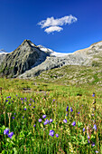 Meadow with flowers with Lobbia Alta in background, hut rifugio Madron, Adamello-Presanella Group, Trentino, Italy