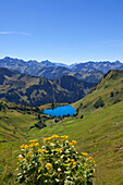 Alpine ragwort Senecio alpinus, Lake Seealpsee, at Nebelhorn, near Oberstdorf, Allgaeu Alps, Allgaeu, Bavaria, Germany