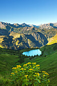 Alpine Ragwort Senecio alpinus, Lake Seealpsee, at Nebelhorn, near Oberstdorf, Allgaeu Alps, Allgaeu, Bavaria, Germany