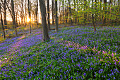 Bluebells Hyacinthoides non-scripta in a forest, near Hueckelhoven, North-Rhine Westphalia, Germany