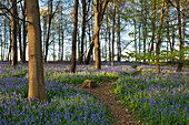 Bluebells Hyacinthoides non-scripta in a forest, near Hueckelhoven, North-Rhine Westphalia, Germany