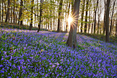 Bluebells Hyacinthoides non-scripta in a forest, near Hueckelhoven, North-Rhine Westphalia, Germany