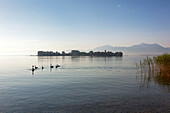 Swans with cignets, view over Chiemsee to Fraueninsel, near Gstadt, Bavaria, Germany