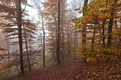 Buchenwald im Nebel, Eifel, Rheinland-Pfalz, Deutschland