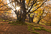 Alte Buchen im Nationalpark Kellerwald-Edersee, Hessen, Deutschland