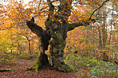 Old beeches in Kellerwald-Edersee national park, Hesse, Germany