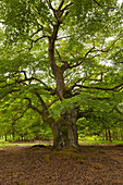 Old beeches in Kellerwald-Edersee national park, Hesse, Germany