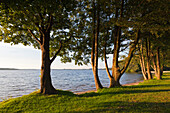 Bäume am Ufer, Schweriner See, Mecklenburgische Seenplatte, Mecklenburg-Vorpommern, Deutschland