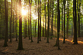 Beech trees above the chalk cliffs, Jasmund national park, Ruegen, Baltic Sea, Mecklenburg-West Pomerania, Germany