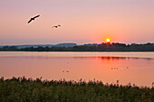 Lake Krakow at dusk, Nossentiner nature park, Schwinzer Heide, Mecklenburg Lake District, Mecklenburg-West Pomerania, Germany