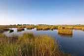 Moor in Nature reserve „Ewiges Meer“, East Friesland, Lower Saxony, Germany