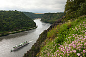 Ausflugsschiff auf dem Rhein, Blick vom Rheinsteig zur Loreley, bei Sankt Goarshausen, Rhein, Rheinland-Pfalz, Deutschland
