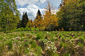 Wollgras im Naturschutzgebiet Schwarzes Moor, Rhön, Bayern, Deutschland