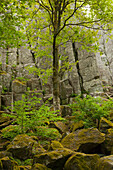 Basaltic rock formation Steinwand, near Poppenhausen, Rhoen, Hesse, Germany