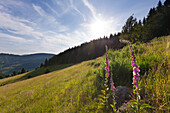 Landschaft bei Menzenschwand, Südlicher Schwarzwald, Baden-Württemberg, Deutschland