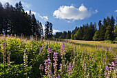 Landscape at the Schwarzwaldpanoramastraße near Breitnau, Black Forest, Baden-Wuerttemberg, Germany