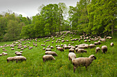 Flock of sheep, Hainich national park, Thuringia, Germany