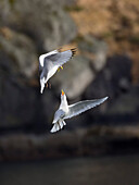 Kittiwakes fighting, Rissa tridactyla, Lofoten, Norway, Scandinavia, Europe