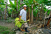 Nicaragua, Ometepe Island on Nicaragua Lake, 80 % of the wealth of the island results from the culture of bananas
