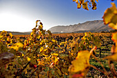 France, Bouches du Rhone, Pays d'Aix (Aix Country), Puyloubier vineyard in Autumn at the bottom of montagne Sainte Victoire (St Victory mountain)