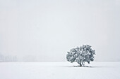 France, Vaucluse, Luberon, vers Cucuron, Olive trees under the snow
